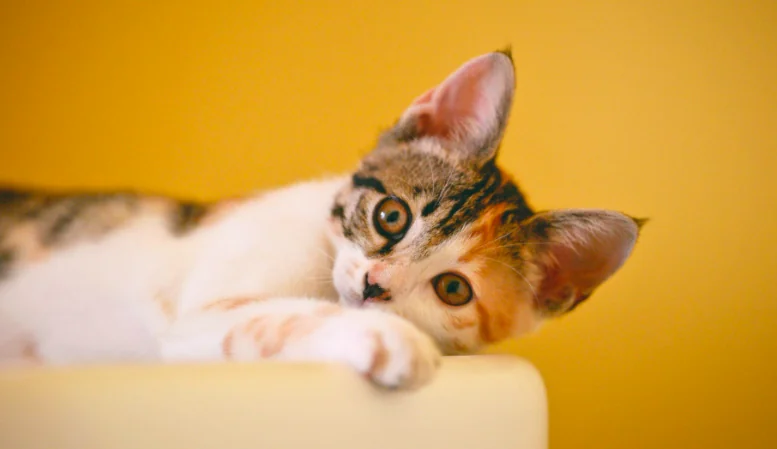 Animali domestici, nel 2021 aumenta il tetto per le detrazioni fiscali